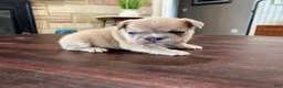 French Bulldog dogs for sale: Peter  - Ad 4