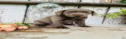 Labrador Retriever dogs for sale: Myla  - Ad 6