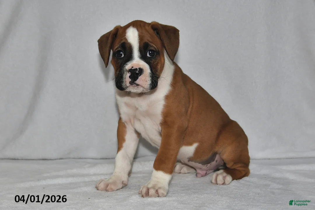 Boxer dogs for sale: Mason - Ad 1