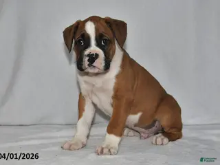 Boxer dogs for sale: Mason - Ad 4