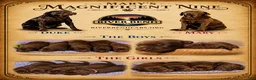 Labrador Retriever dogs for sale: Ms. Brown - Ad 8