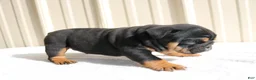 English Bulldog dogs for sale: Brandy - Ad 6