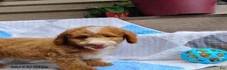 Mini Goldendoodle dogs for sale: Reddie Boy - Ad 9