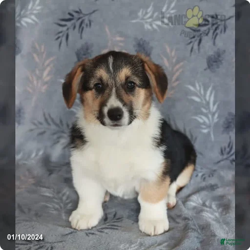 Gallery Image {{count}}