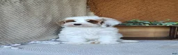 Cavapoo dogs for sale: Glory - Ad 4