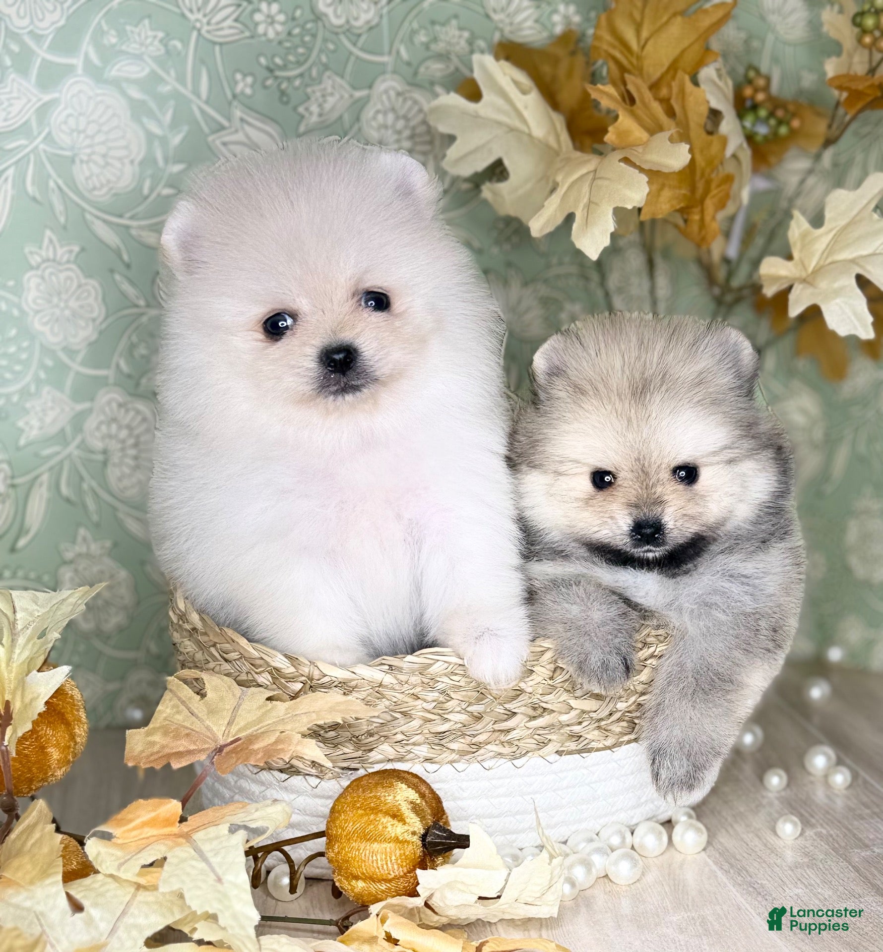 Pomeranian dogs Pomeranian 4 - Ad 2