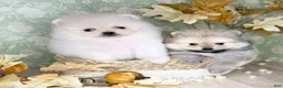 Pomeranian dogs for sale: Pomeranian 2 - Ad 2
