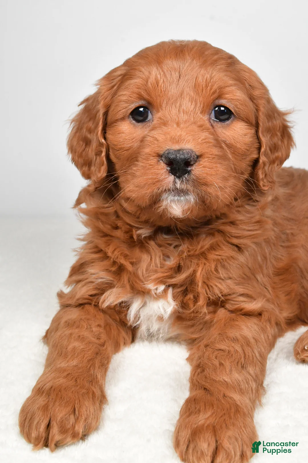 Mini Goldendoodle dogs for sale: Bailey - Ad 6