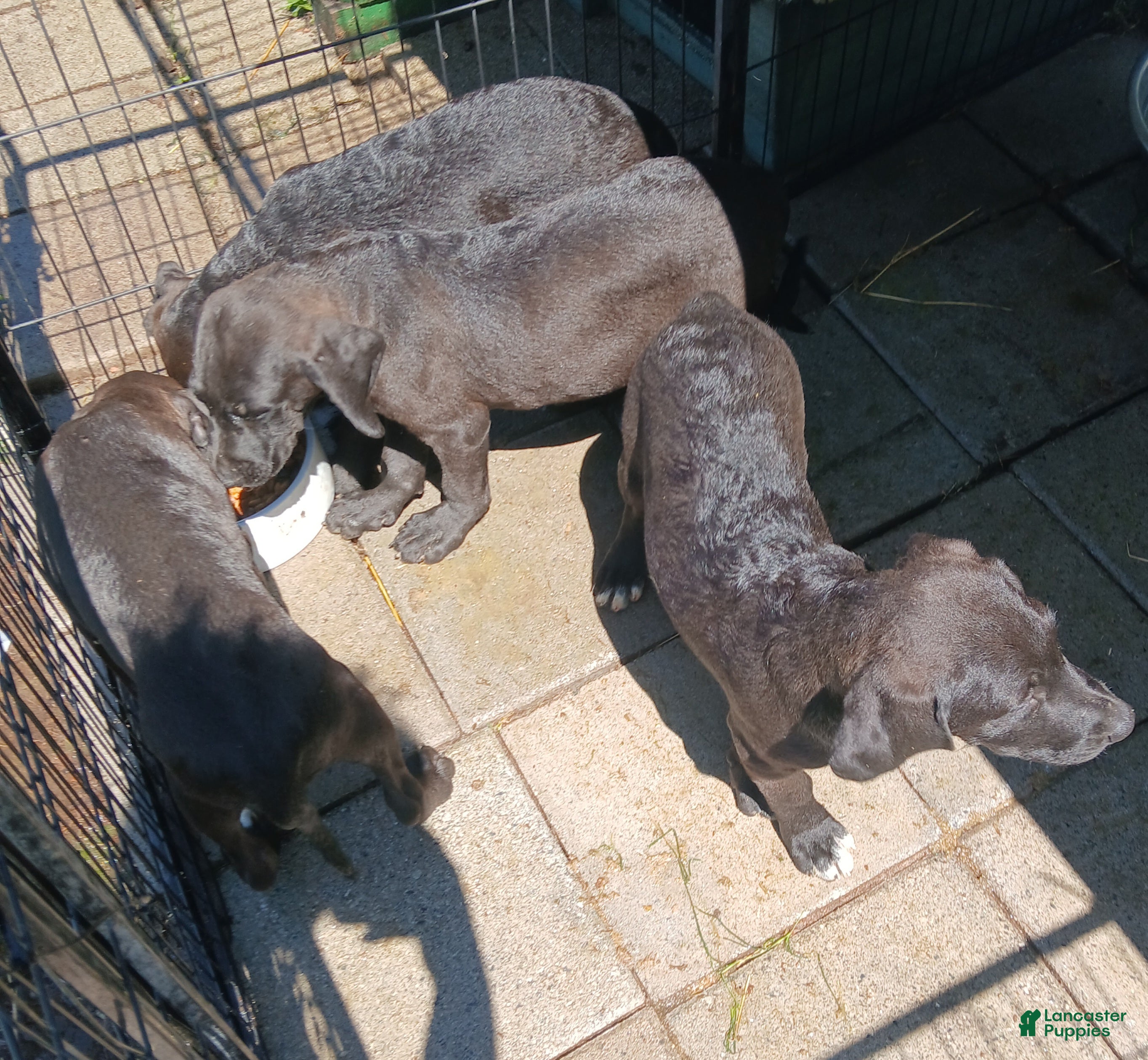 Mixed Breed dogs $100 puppies - Ad 35