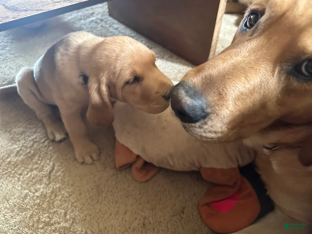 Goldador dogs for sale: Bertha - Ad 1