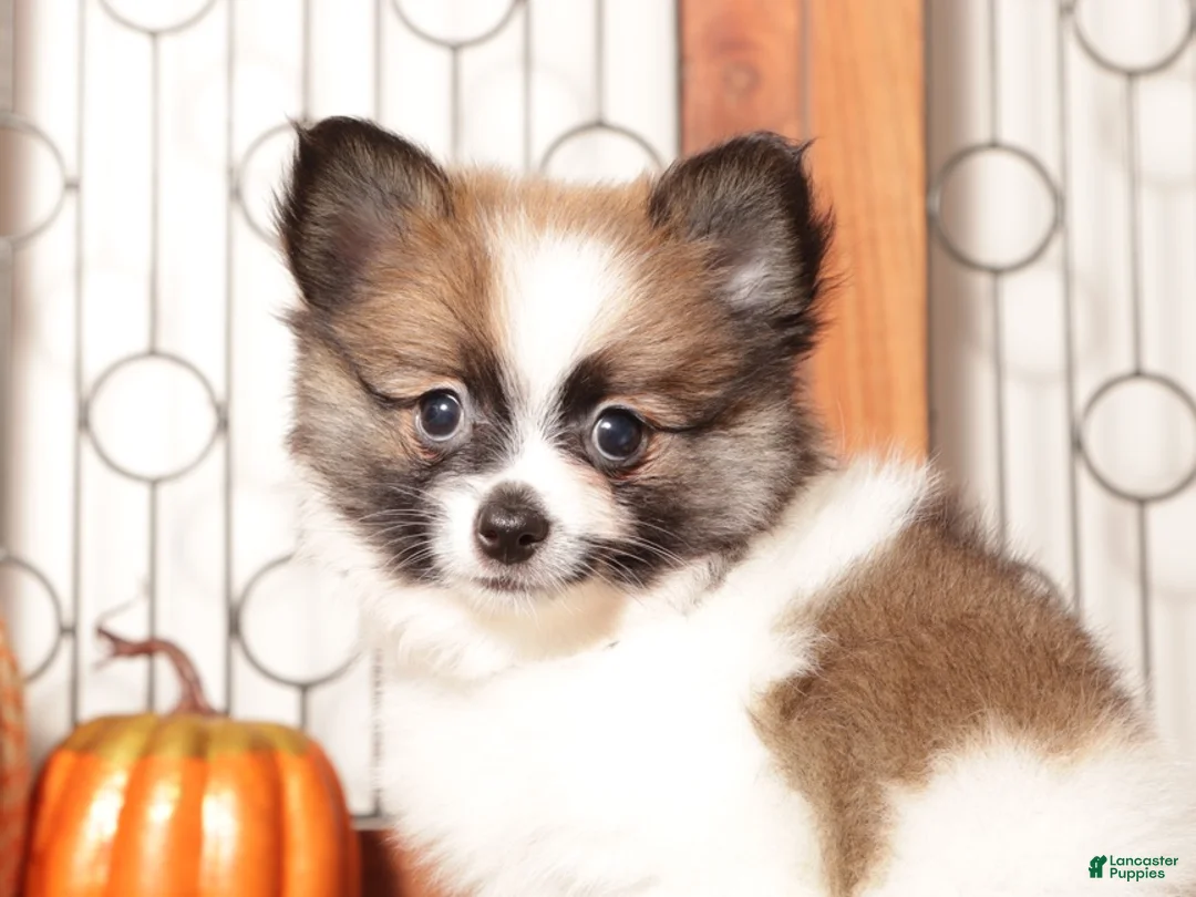 Pomeranian dogs for sale: Misty Female Pomeranian Puppy - Ad 4