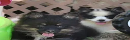 Pomsky dogs for sale: Harper - Ad 8