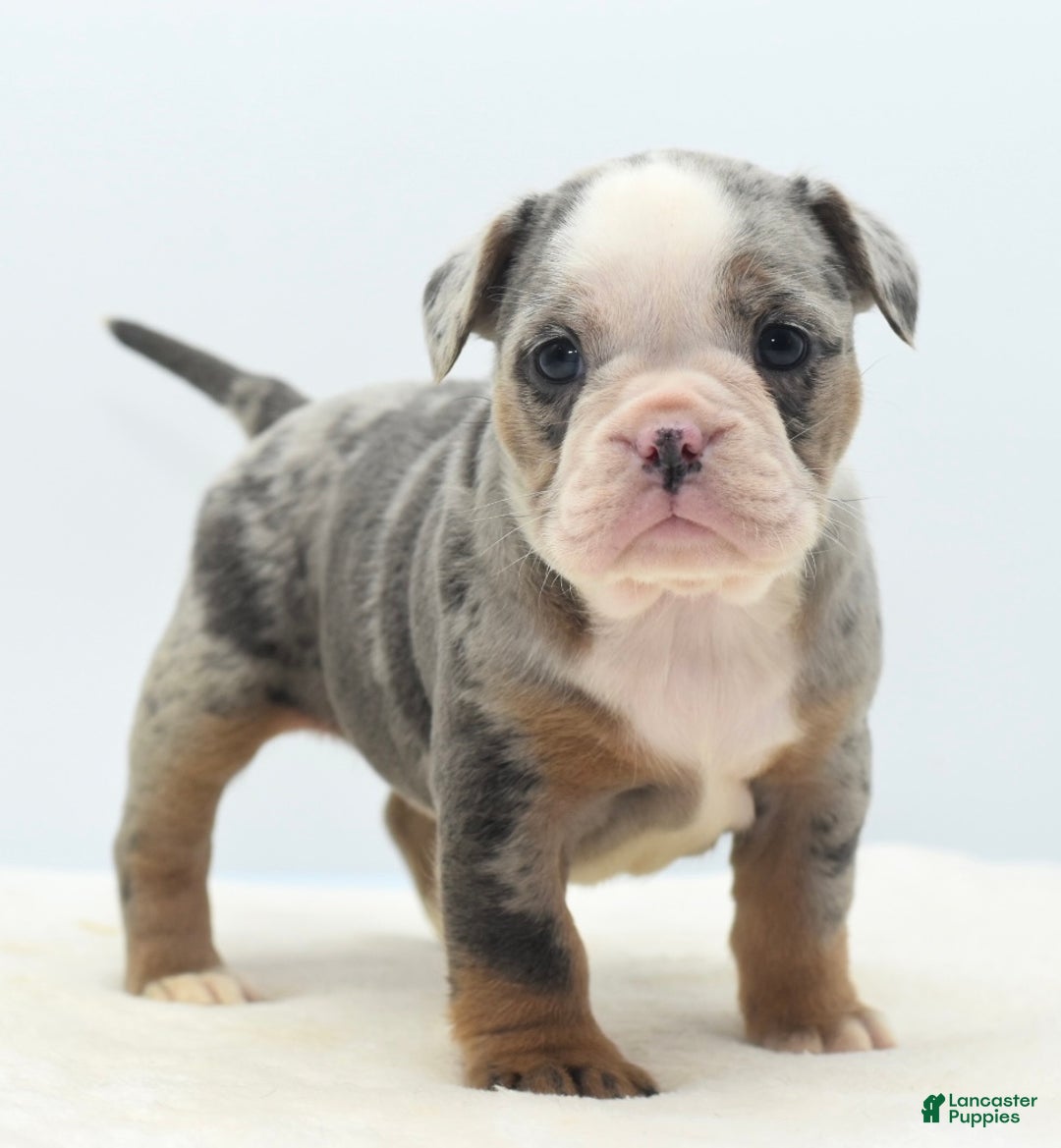 Mixed Breed dogs for sale: Aqua blue koi  - Ad 7