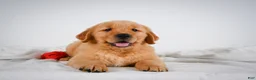 Golden Retriever dogs for sale: Roscoe - Ad 7