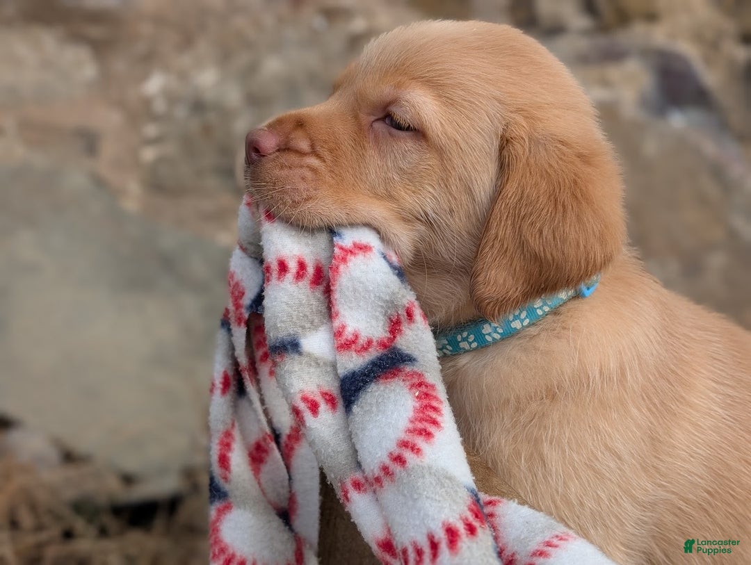 Labrador Retriever dogs for sale: Zack - Ad 4