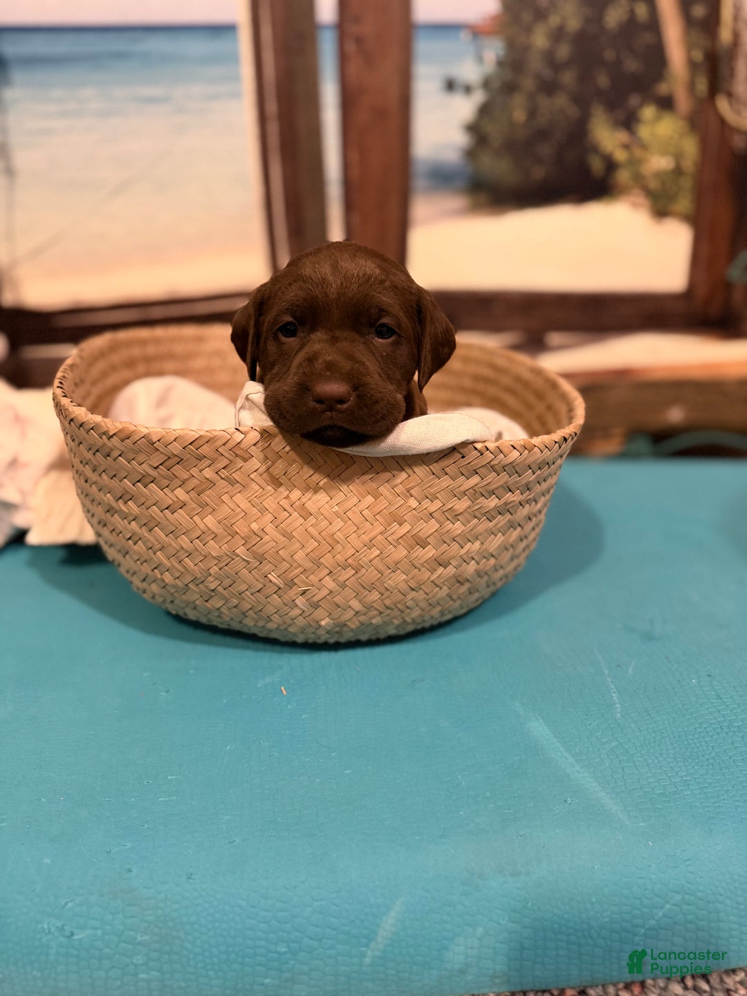 Labrador Retriever dogs for sale: Labrador Retriever COCOA - Ad 1