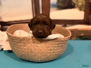 Labrador Retriever dogs Labrador Retriever COCOA - Ad 22