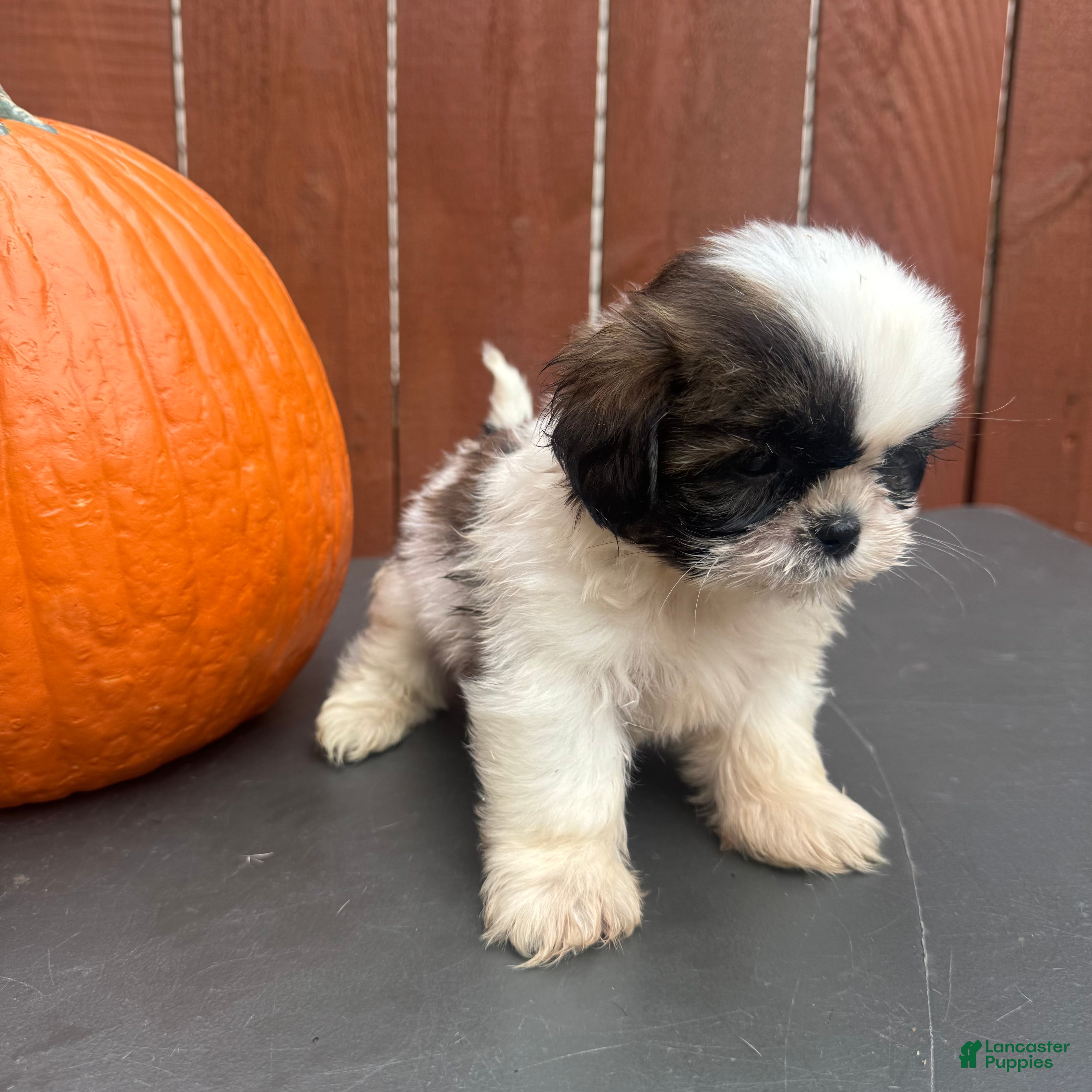 Shih Tzu dogs Peanut - Ad 2