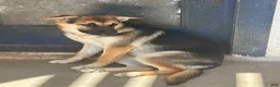 Gerberian Shepsky dogs for sale: Sassy (AKA Professor Sassy Pants, AKA Sassafrass) - Ad 4