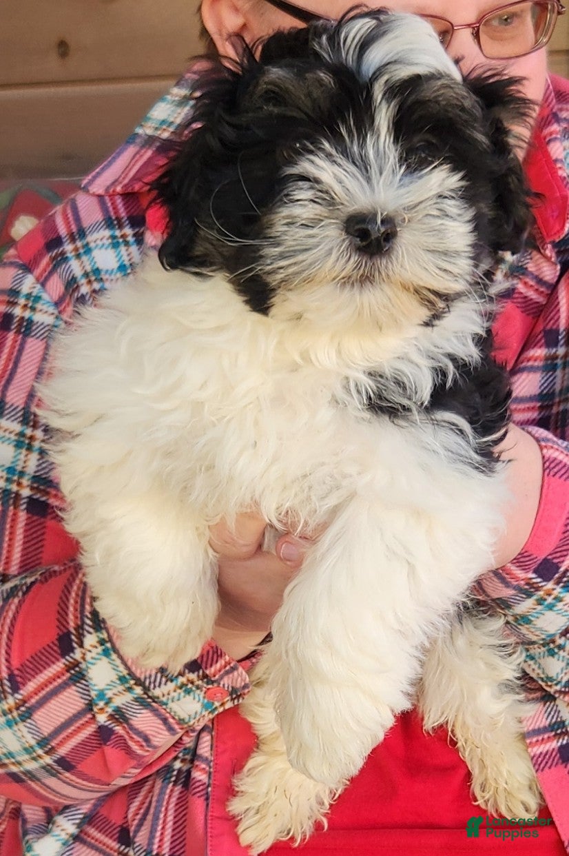 Havanese dogs Havanese Puppy 2 - Ad 1