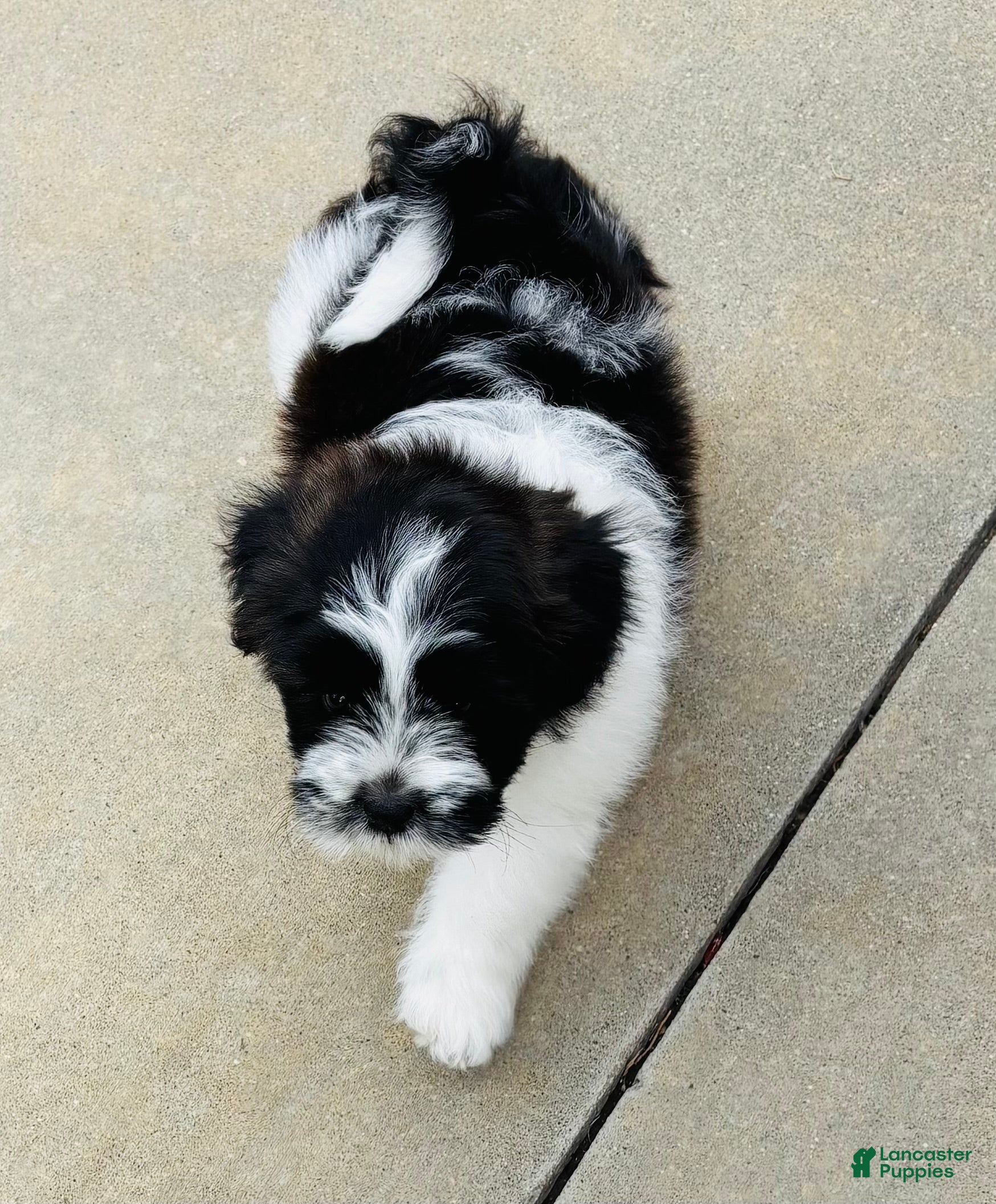 Mixed Breed dogs for sale: 🐶Teddy Bear Blue💙 - Ad 2