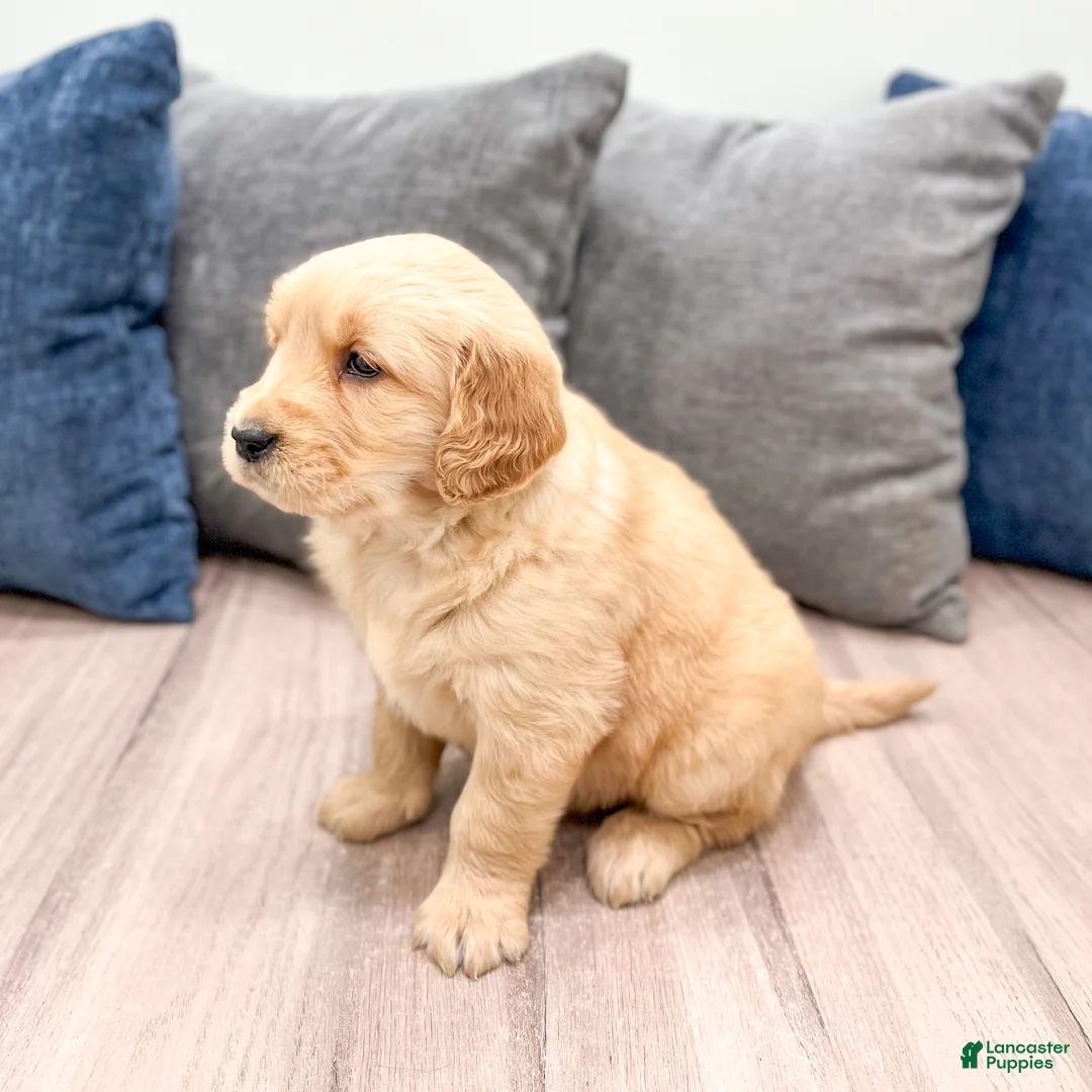 Golden Retriever dogs for sale: Layla - Ad 4