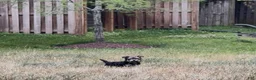 Yorkiepoo dogs for sale: Venus - Ad 5