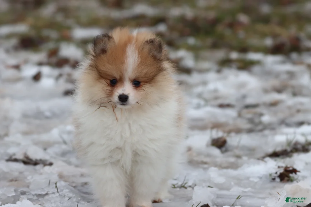 Pomeranian dogs for sale: Chipmunk - Ad 2