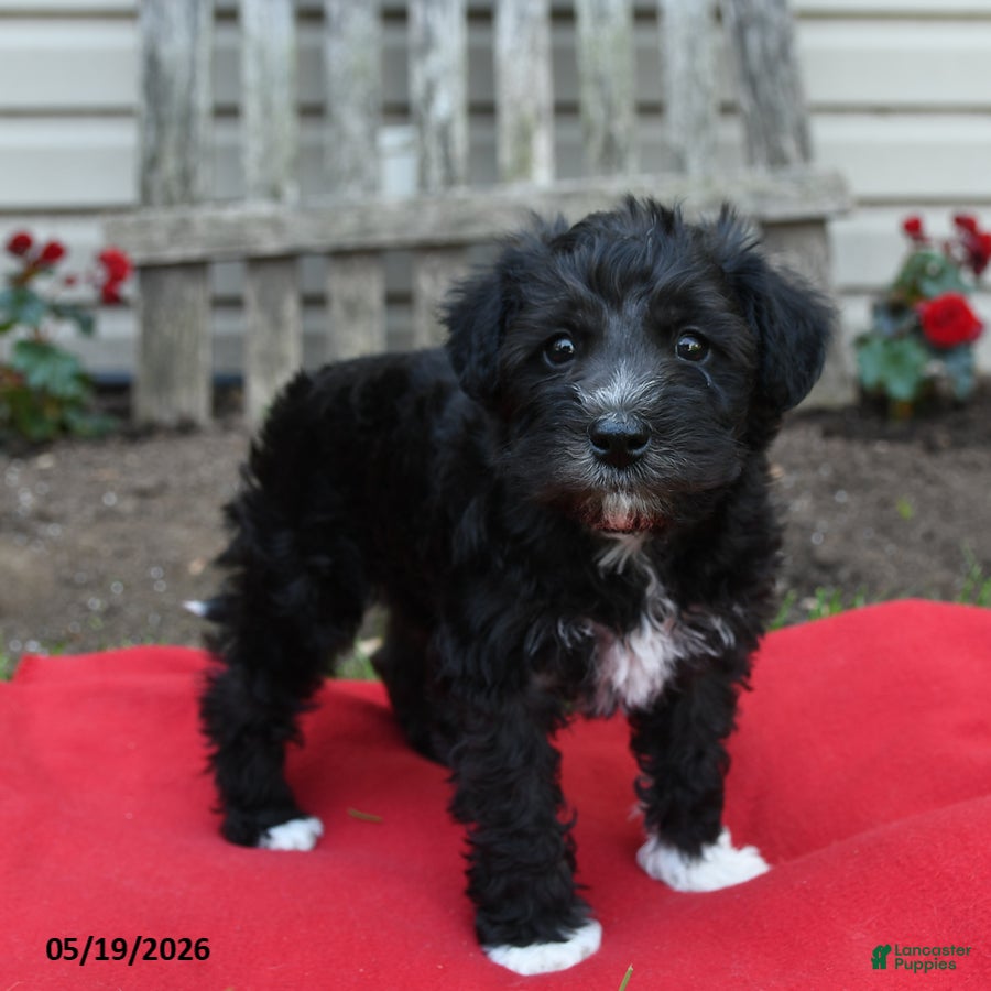 Schnoodle dogs Baxter - Ad 2