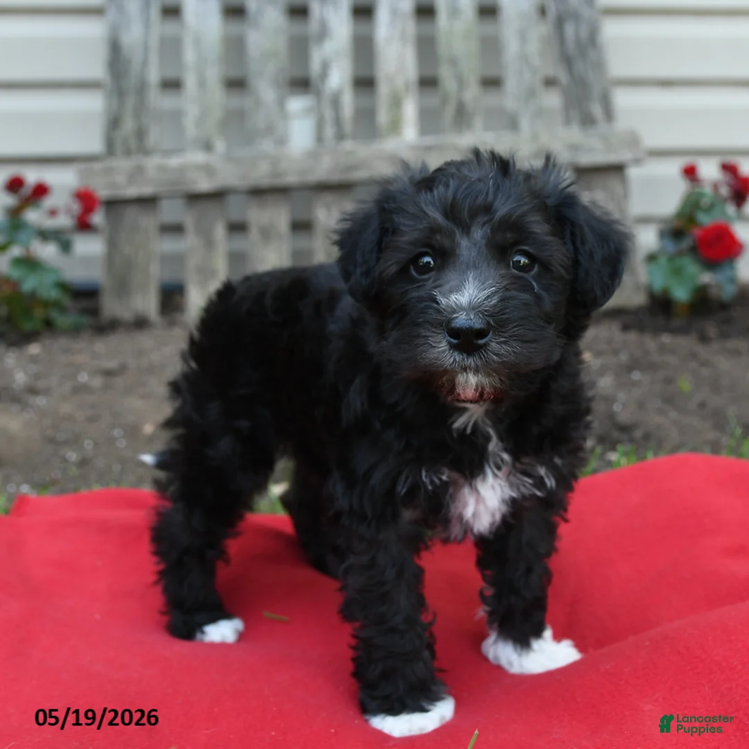 Schnoodle dogs for sale: Baxter - Ad 2
