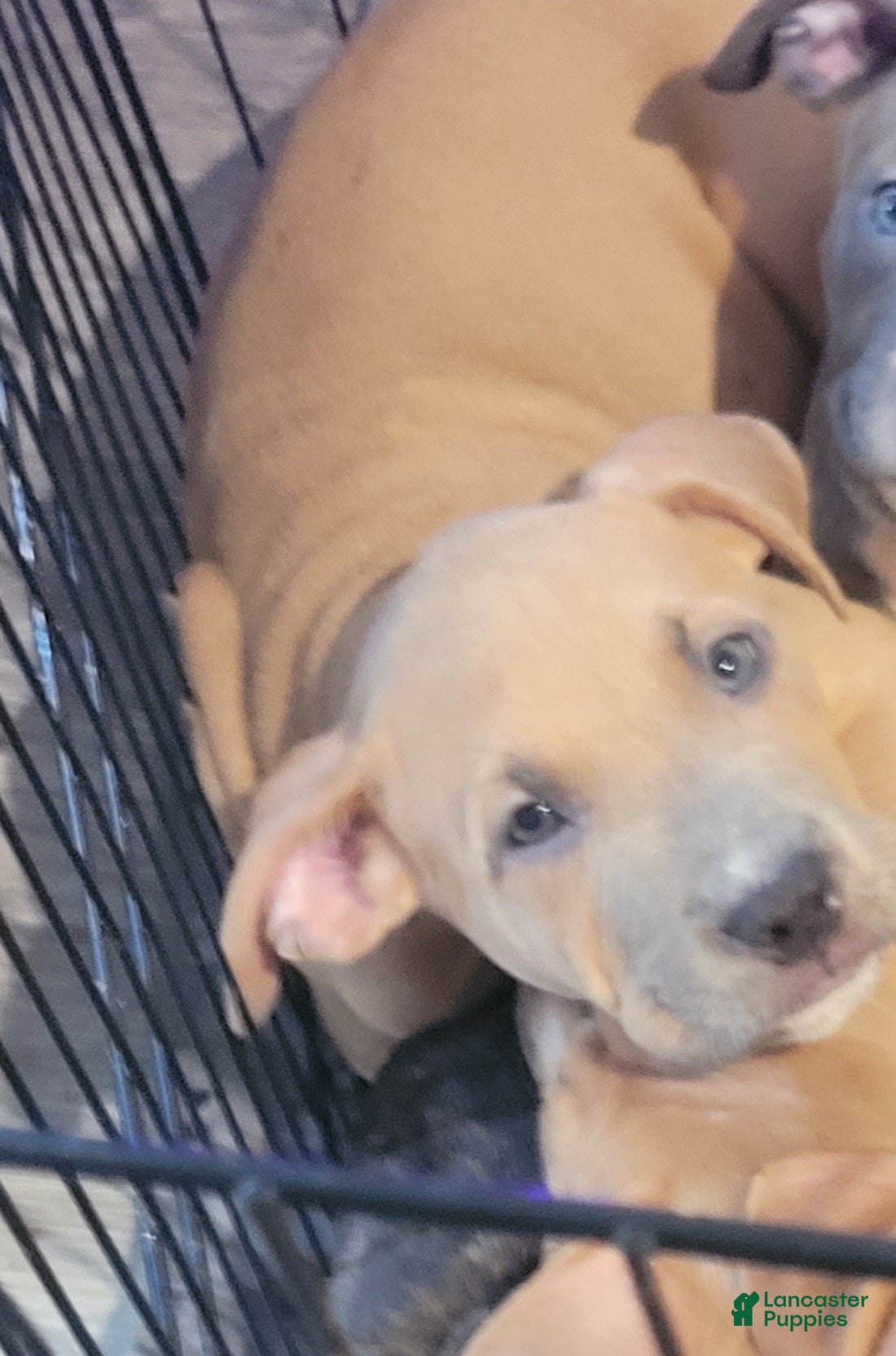 American Pit Bull Terrier dogs Pretty Boy  - Ad 15