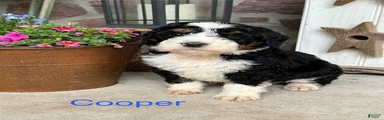 Cooper