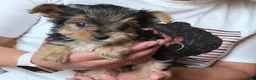 Yorkshire Terrier dogs for sale: Yorkshire Terrier 3 - Ad 2