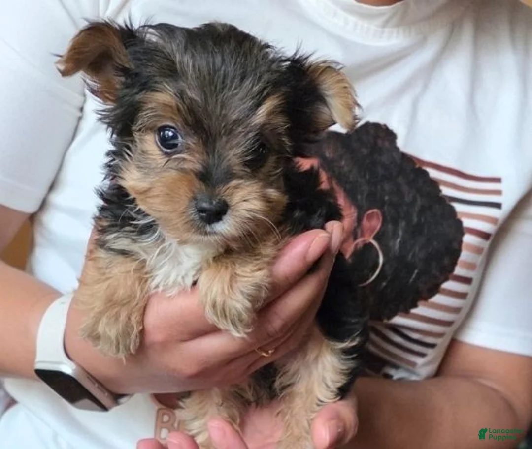 Yorkshire Terrier dogs for sale: Yorkshire Terrier 3 - Ad 2