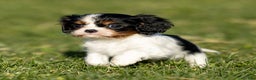 Cavalier King Charles Spaniel dogs for sale: Britney - Ad 4