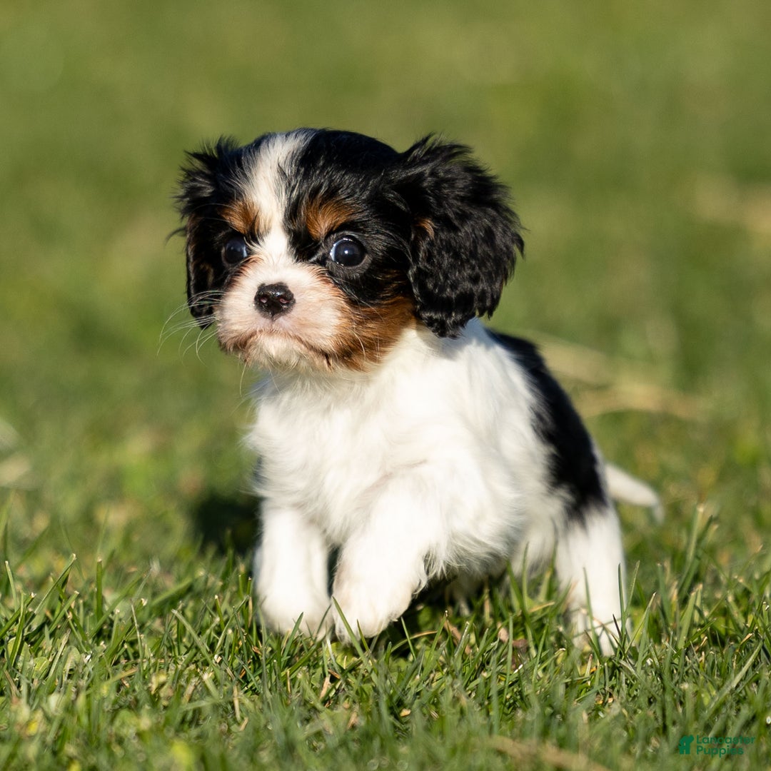 Cavalier King Charles Spaniel dogs for sale: Britney - Ad 4