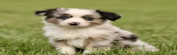 Miniature Australian Shepherd dogs for sale: Travis  - Ad 1