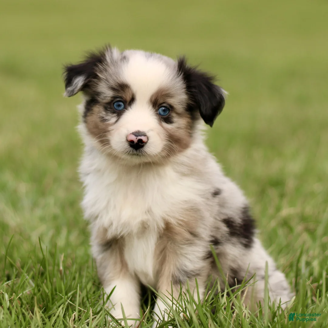 Miniature Australian Shepherd dogs for sale: Travis  - Ad 1