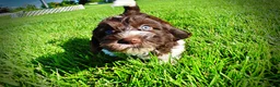 Havapoo dogs for sale: Bandit - Ad 15