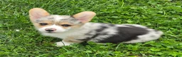 Welsh Corgi Pembroke dogs for sale: Stunning Stanley  - Ad 16