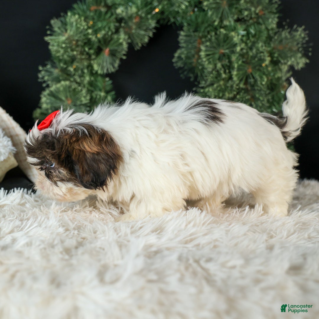 Shih Tzu dogs for sale: ROSIE - Ad 5