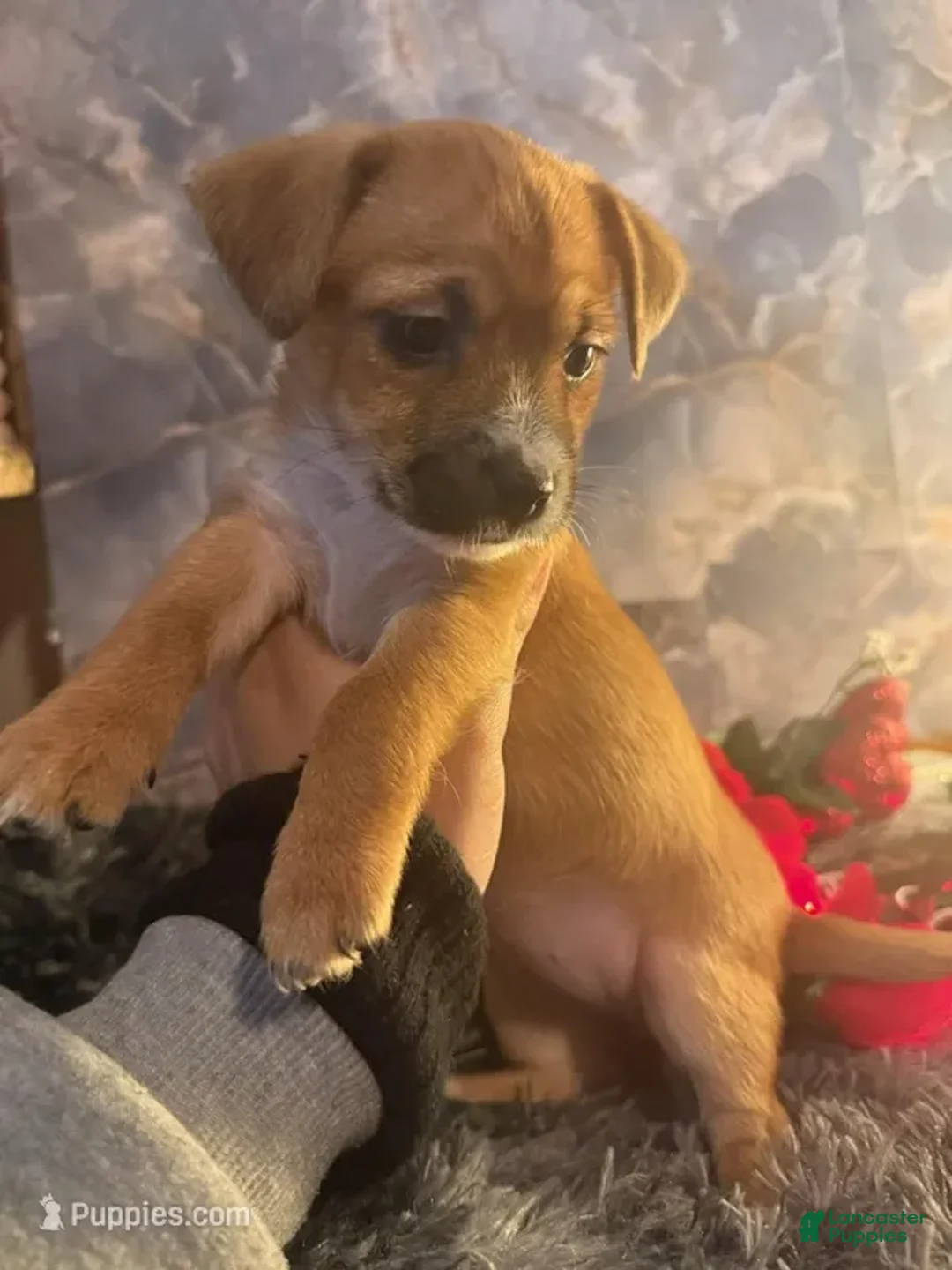 Chorkie dogs for sale: Rosita - Ad 5