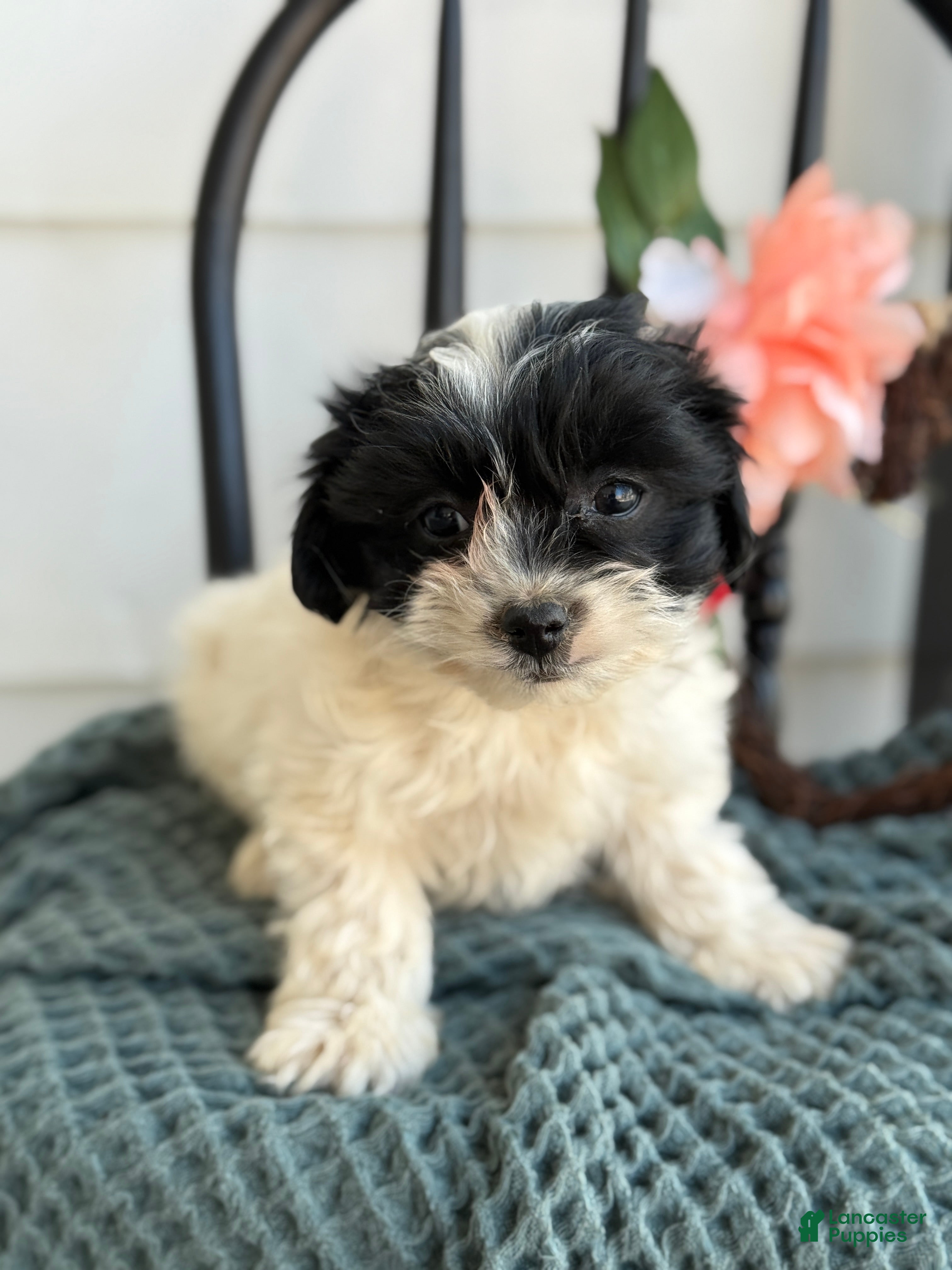 Shihpoo dogs Glory - Ad 21