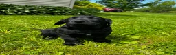 Labrador Retriever dogs for sale: Phillipe - Ad 9