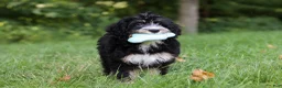 Mini Bernedoodle dogs for sale: Phoebe - Ad 3