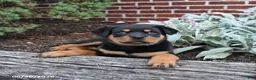 Rottweiler dogs for sale: Buster - Ad 3