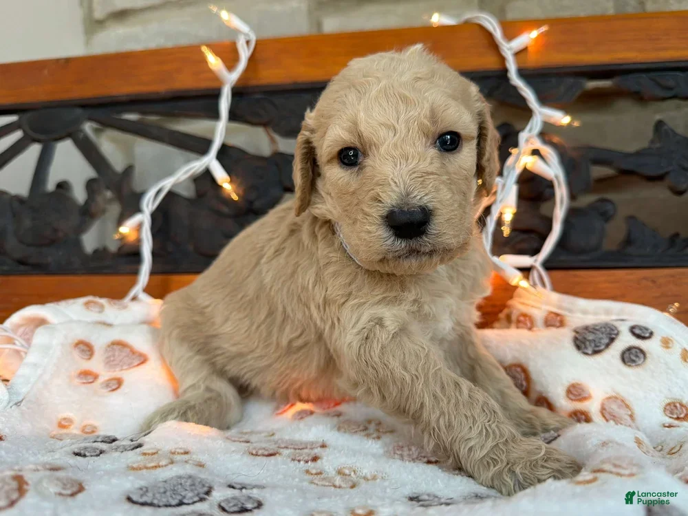 Labradoodle dogs Zella (Girl) - Ad 1