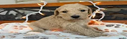 Labradoodle dogs for sale: Zella (Girl) - Ad 1