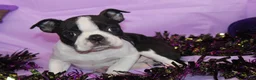 Boston Terrier dogs for sale: Kiki the Little Firecracker - Ad 8