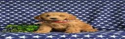 Mini Goldendoodle dogs for sale: Truman Hypoallergenic - Ad 3